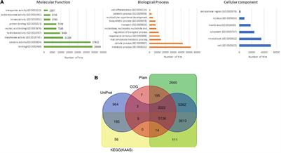 De novo Whole-Genome Assembly of Moringa oleifera Helps Identify Genes Regulating Drought Stress Tolerance